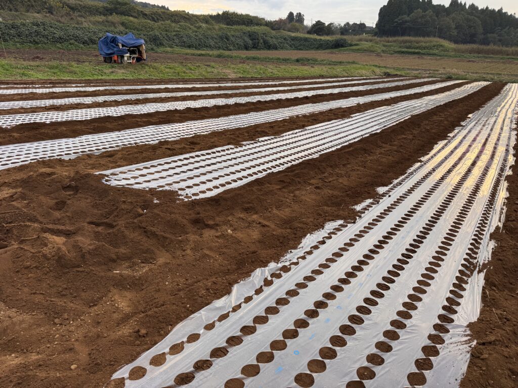 春人参準備｜吉野農産のお知らせ