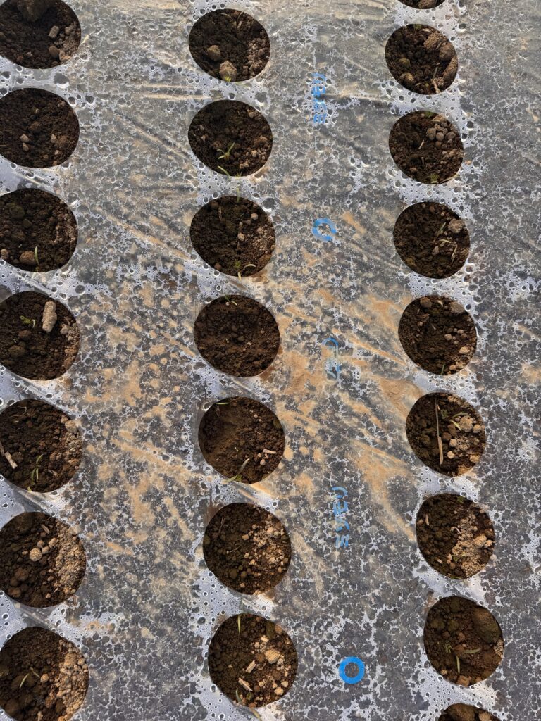 春の匂い｜吉野農産のお知らせ