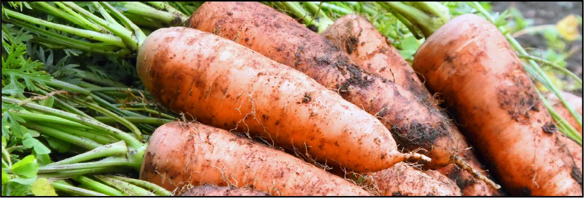 吉野農産の育てる作物