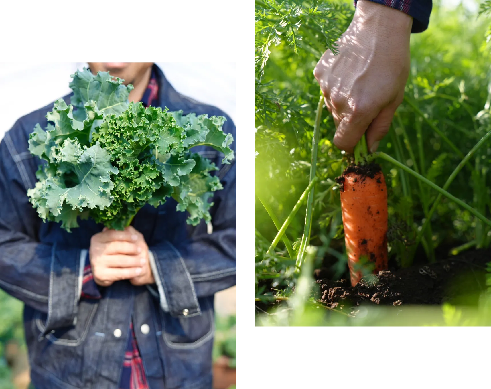 吉野農産の畑で育つ旬の野菜と作物