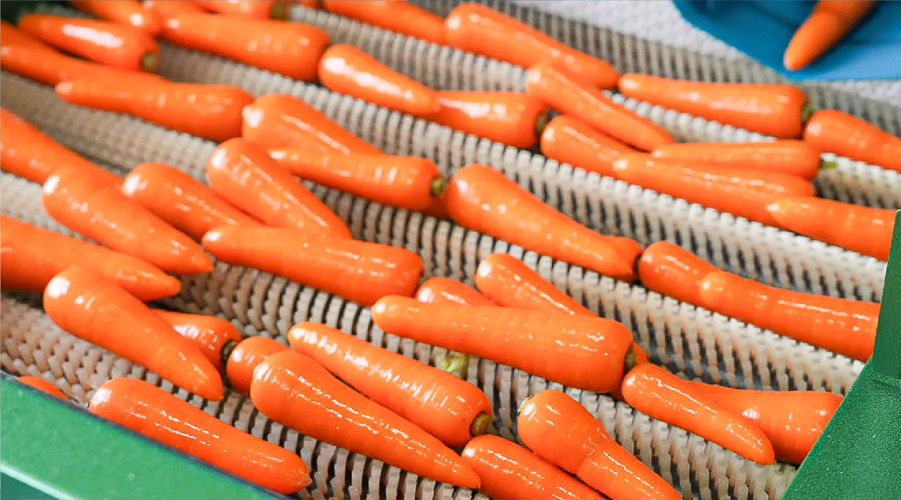 吉野農産の育てる野菜一覧・熊本の農家が育てる旬の作物