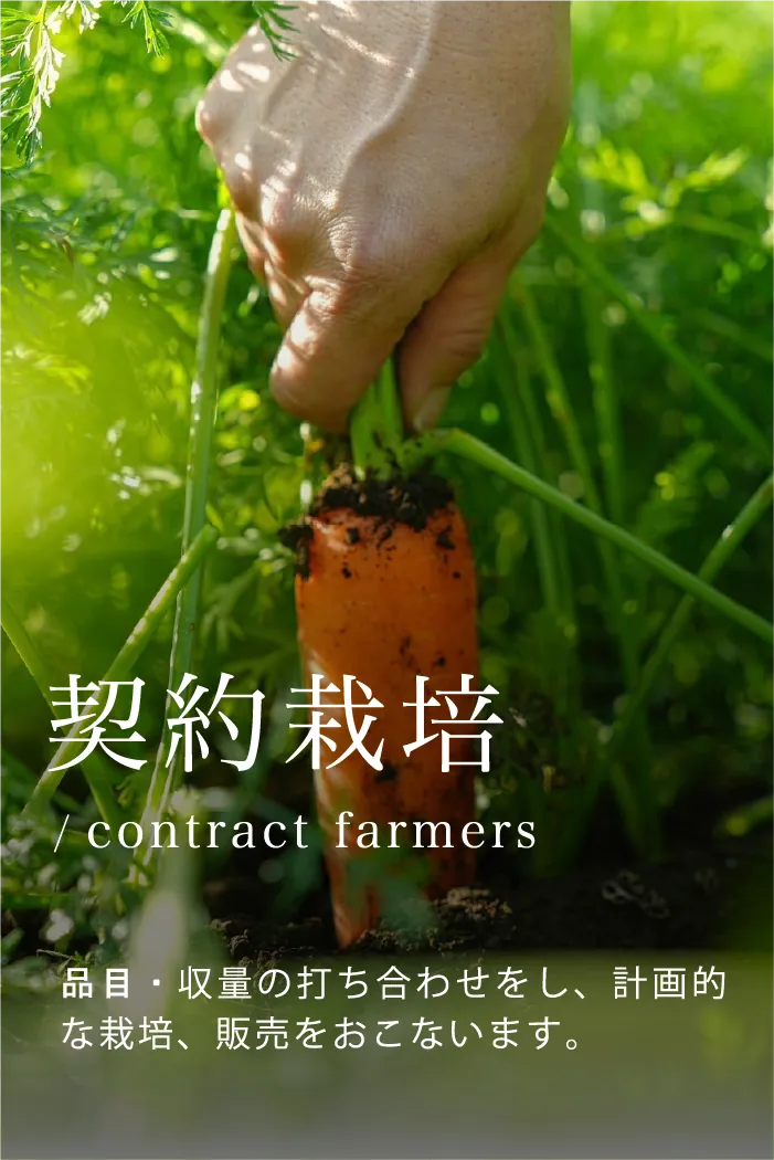 吉野農産の契約栽培による野菜生産
